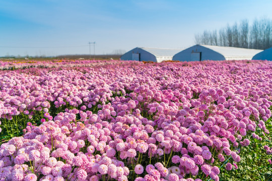 大棚花卉與蔬菜種植 高效農業的雙重路徑