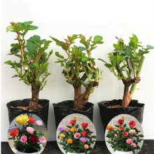 豆類種植 價(jià)格、圖片、品牌與種植指南